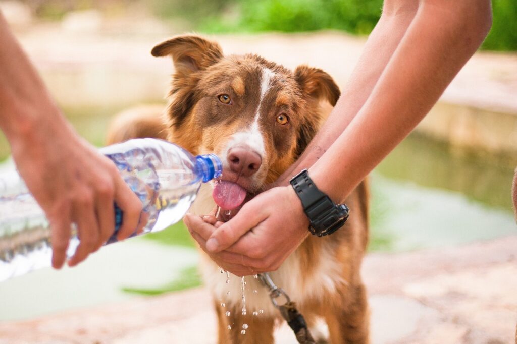 dog, helping dog, thirsty dog-2982426.jpg